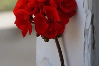 flores