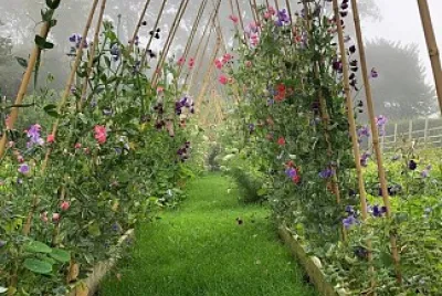 פאזל של flores