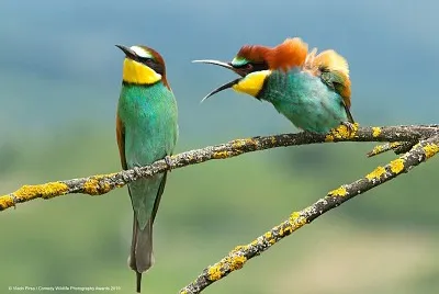 Birds