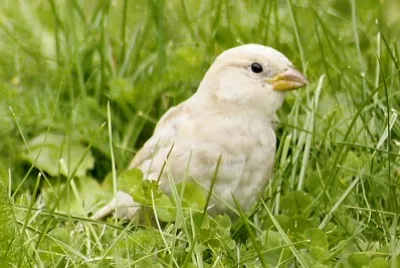moineau leucite