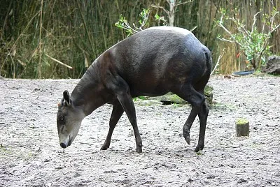 Cefalopo dal dorso giallo