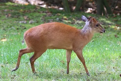 Cefalopo natalensis