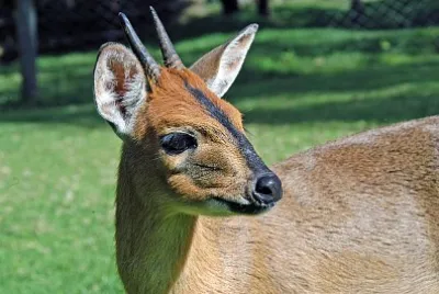 Silvicapra