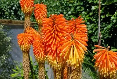 Fleurs sur olÃ©ron