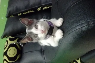 gatito