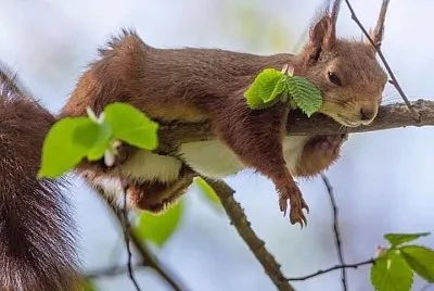 animales