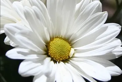 Margarita