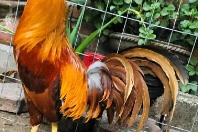 AlazÃ¡n