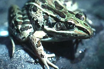 Forreri