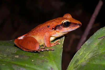 Craugastu fitzingeri