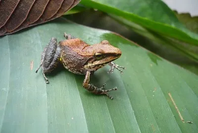 Pristimantis toftae