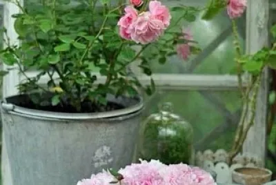 flores