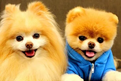 Pomerania jigsaw puzzle