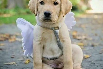 animales traviesos
