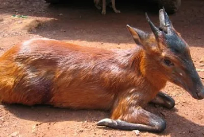 Cefalo dalla fronte nera