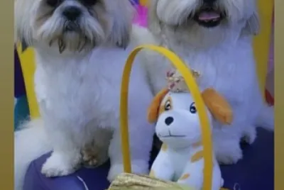 CÃ£es