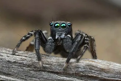 Ragno australiano