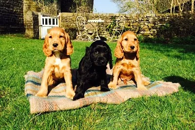 Cocker Spaniel jigsaw puzzle