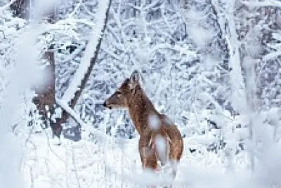 Inverno jigsaw puzzle