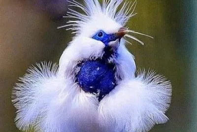 natural