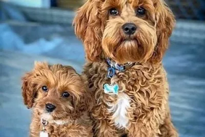 animales traviesos
