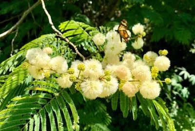 flores jigsaw puzzle