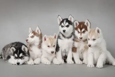 Lobos siberianos cachorros jigsaw puzzle
