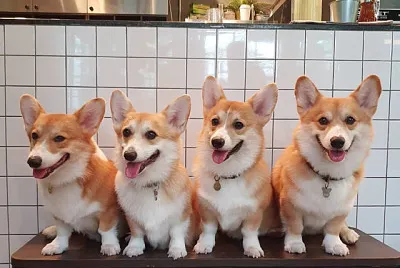 Corgi jigsaw puzzle