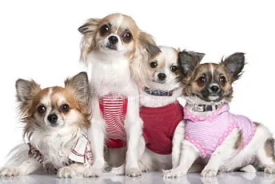 Chihuahuas jigsaw puzzle