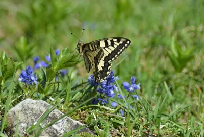 machaon