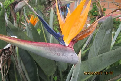 FLOWERS