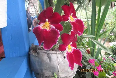 FLOWERS jigsaw puzzle