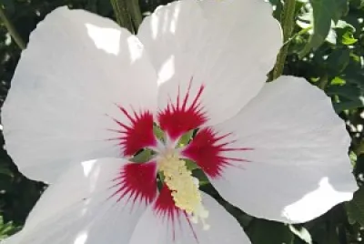 FLOWERS jigsaw puzzle
