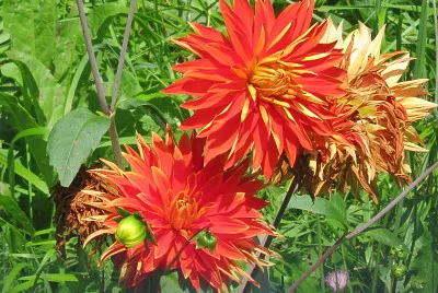 dhalia
