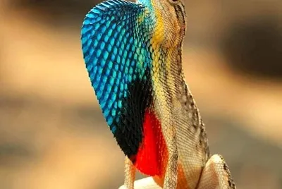 cores