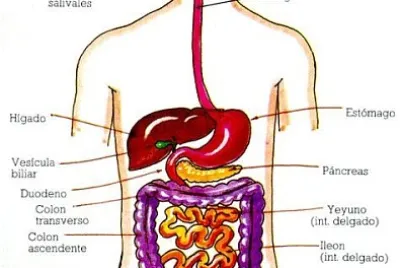 SISTEMA DIGESTIVO