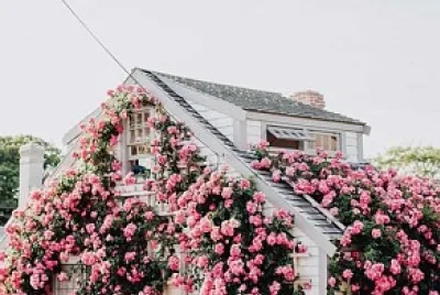 flores