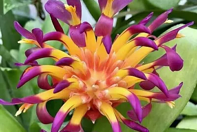 flores jigsaw puzzle