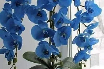 flores