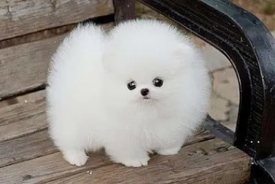 Fluffballs jigsaw puzzle