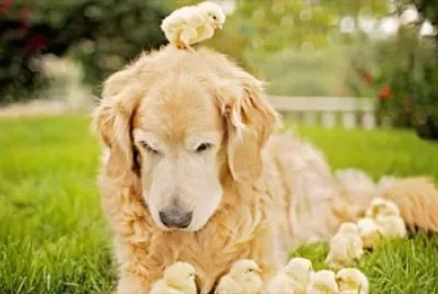 Perro con Pollitos