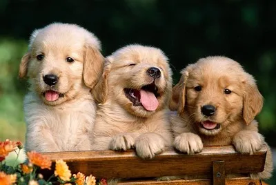 Cachorros