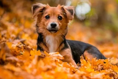 Perrito en otoÃ±o jigsaw puzzle