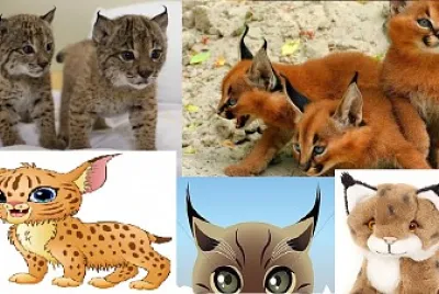 Lince Gatito puzzle  felinos