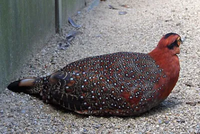 Tragopano di blyth