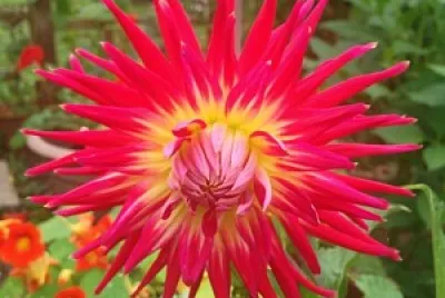 flor