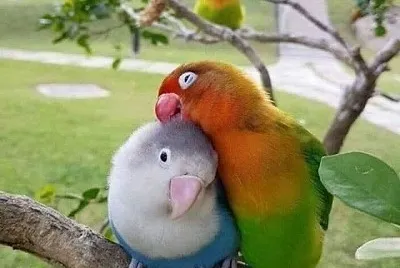 love