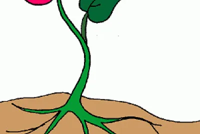 Flor