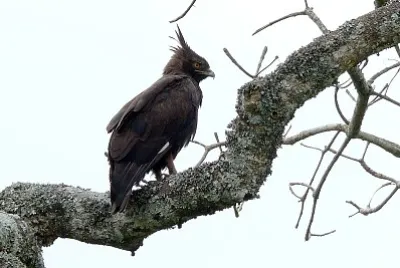 Aquila cresta lunga jigsaw puzzle