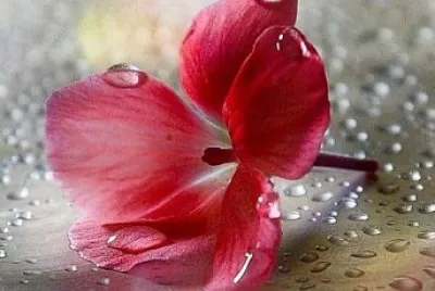 imagem jigsaw puzzle